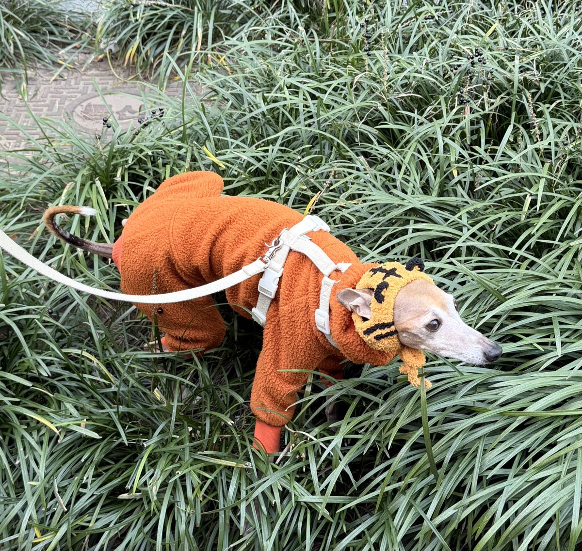 나니고세키.....!!