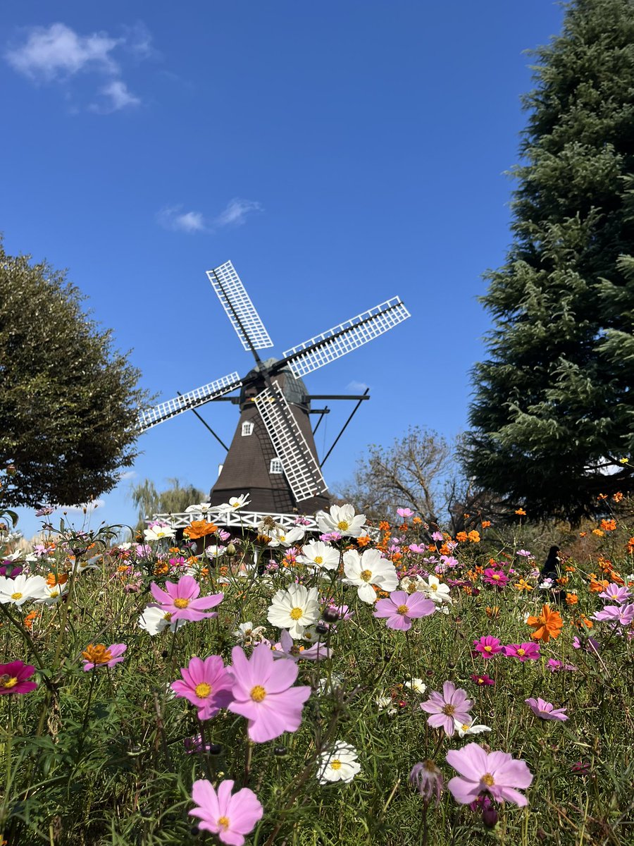 コスモスで隠した足元はこんな感じ😏 横から見ると😏