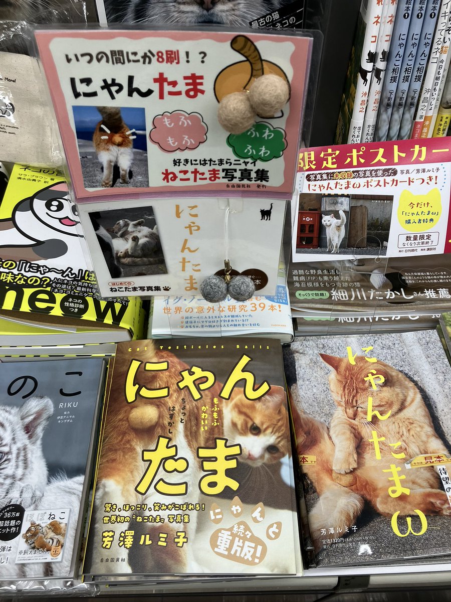 4階］「にゃんたま」新帯バージョン入荷しました！にゃんたま