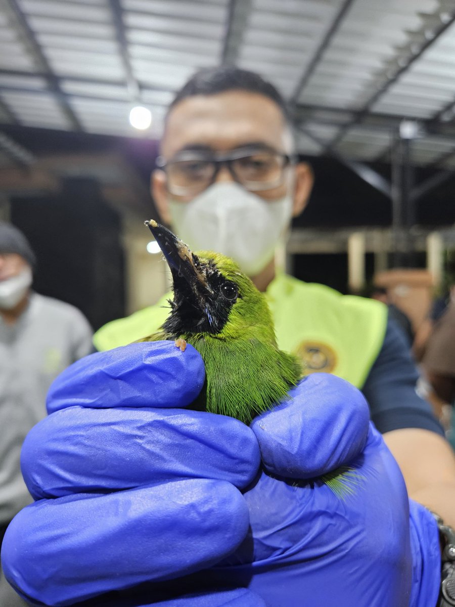 FLIGHT: Protecting Indonesia's Birds tweet media