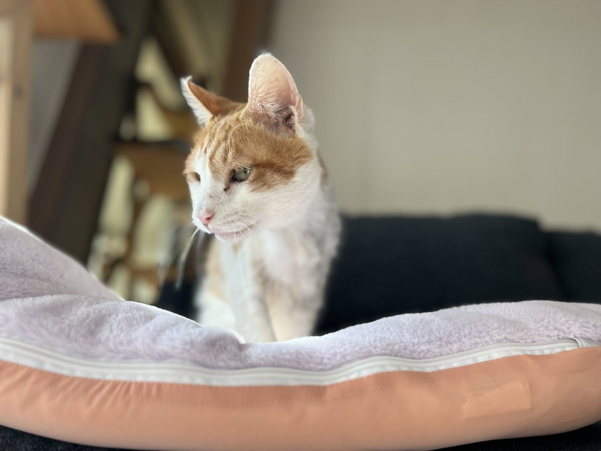 올해 떠나간 아기들이 너무도 보고싶어요. 올핸 트위터를 보며 트친들과 이재명 역하고 싸울 힘이 하나도 안나네요. 아이들에게 미안하고 보고싶기만 하네요.