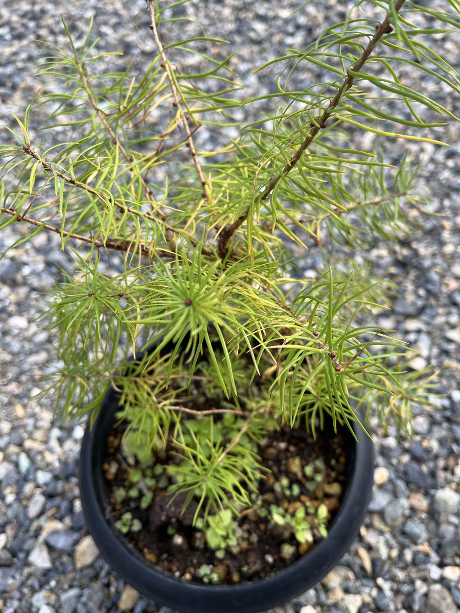 🥼成海🧪 (@Narumi_M8a_dx) / Posts / X