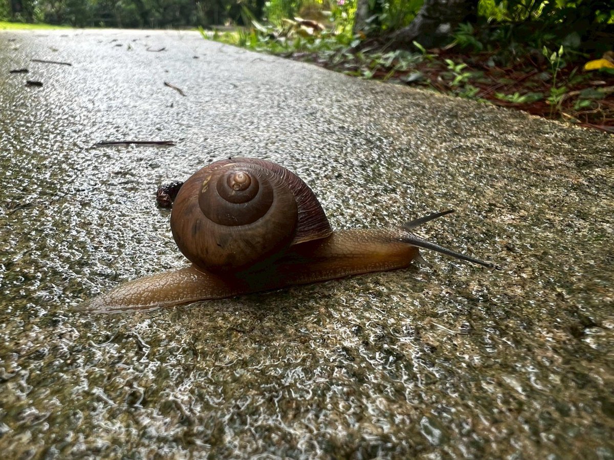 Bugbites4U's tweet image. 宮古島の日記