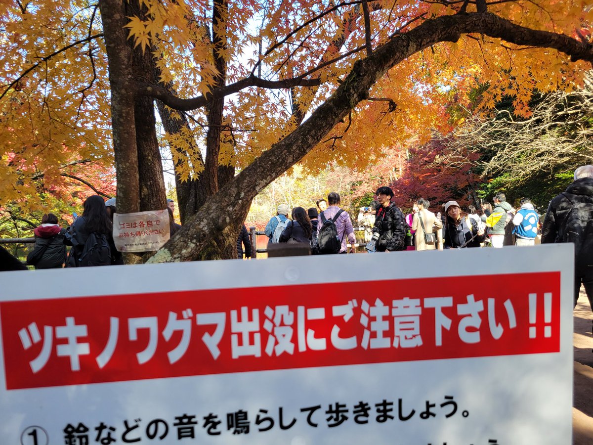 Zutidaka's tweet photo. 紅葉も終わりだね➰🍂
冬支度始めますかね〜❄️ https://t.co/og6oY9LzYZ
