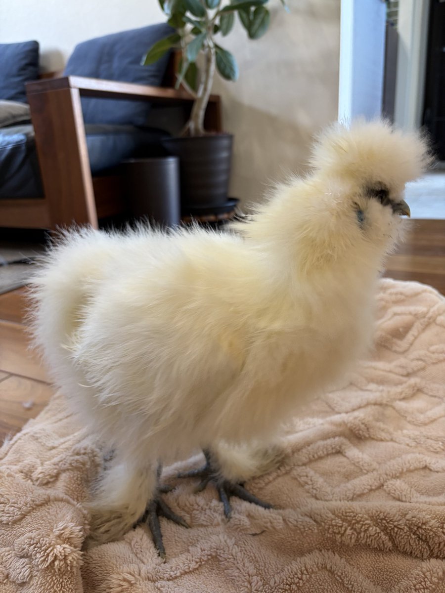 ﾋﾟｯｼｭちゃん🐔