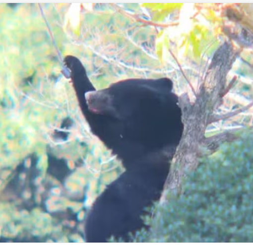 速報】仙台市青葉区・郷六の住宅敷地内で、 “柿の木の上”に母グマが