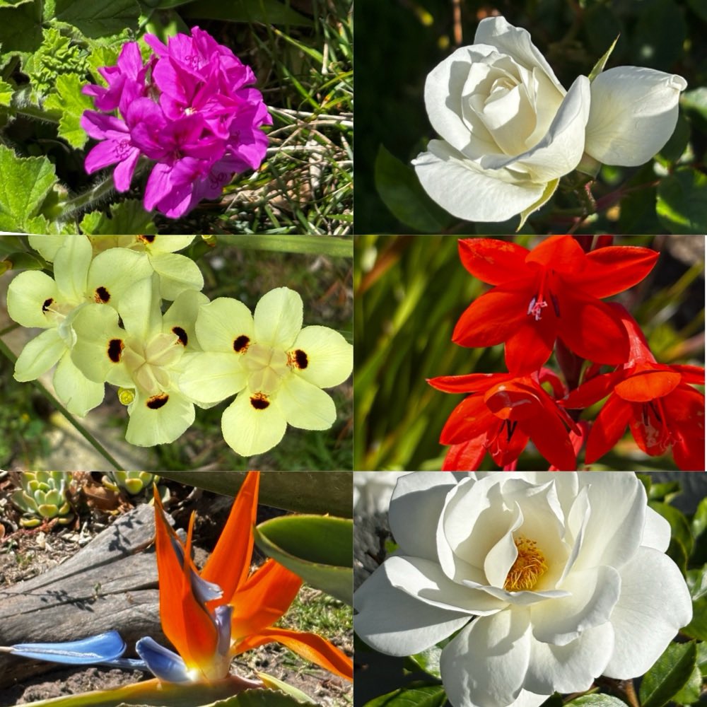 gatvolinthecity's tweet image. #sixonsaturday #colourful #flowers