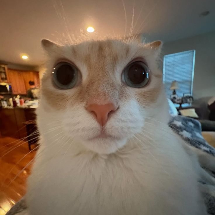 lethallood's tweet image. ainda tentando aceitar a existência do e-mail q jeffrey epstein mandou pro irmão dele pedindo pra perguntar pro vladimir putin se ele tem uma foto do donald trump chupando o pau do bill clinton