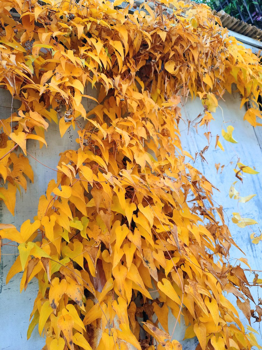 おはよーございまーす 仮眠してる間に日にち跨いだ気分でまだ土曜日だ