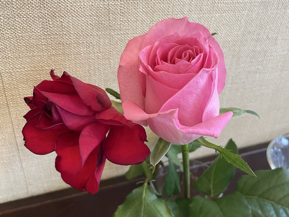 muratashokai's tweet image. 今月開催している『渋谷の喫茶店「珈琲店パリ」の歴史をたどる小展示』は、本日含め残り9日間です🌹
ブティック時代や1975年の珈琲店創業当時の写真や新聞記事、渋谷の当時の地図など約30点のパネルを店内に展示しています。

オリジナルロゴの植木鉢、ソーサーもまだあります。