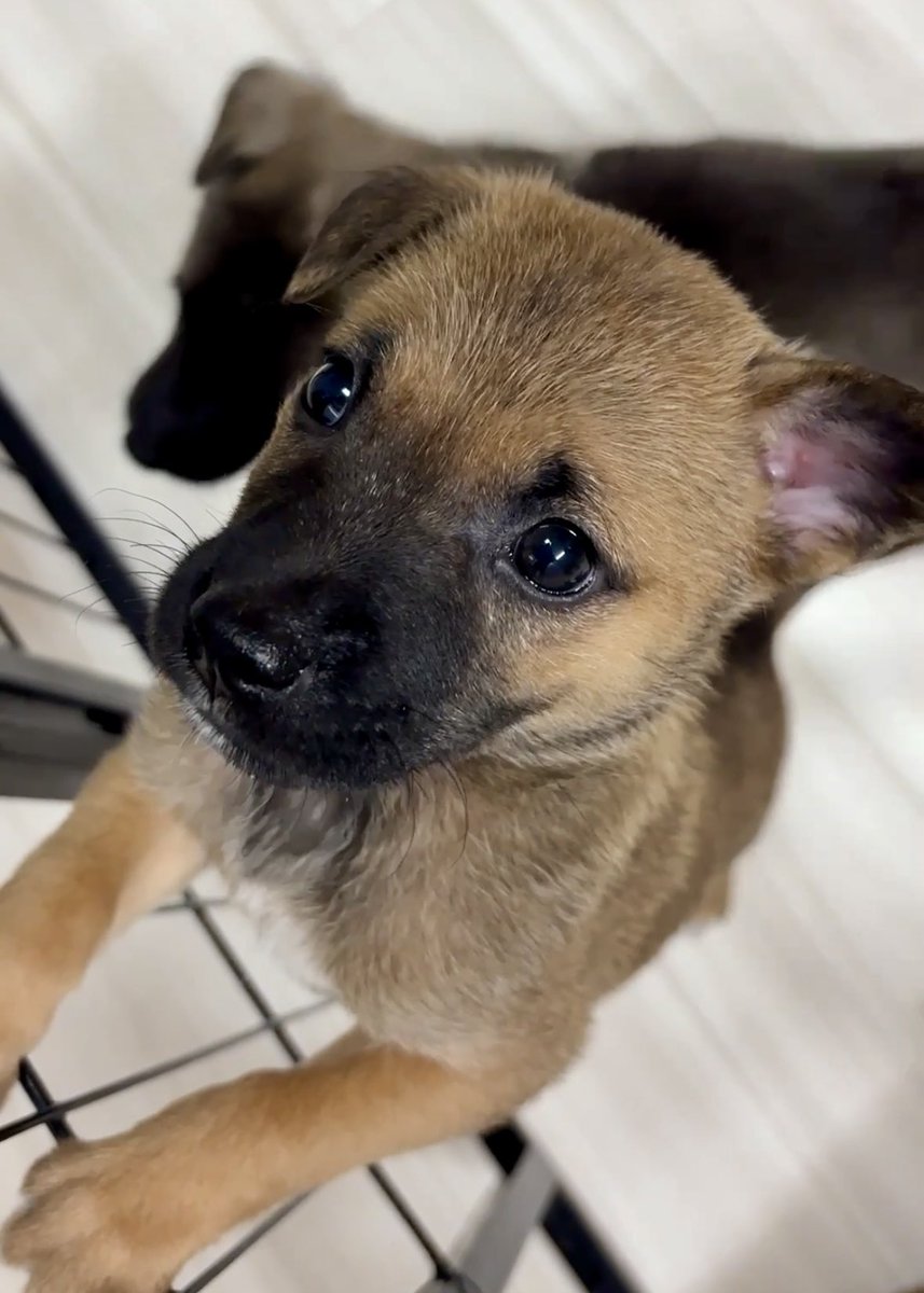 🔴応募ゼロ🔴拡散希望
どんなに人懐っこくても、生後1ヶ月半でも
期限がくれば即処分‼️

でも幸せになる為に産まれてきたはず❣️と九州から飛行機で愛知までレスキュー💖

それなのにずっと応募ゼロ
・体重1.9kgでトイレ訓練中
・お腹駆虫2回、検便済
・5種混合ワクチン済

拡散で命を助けて下さい🙇🏻‍♂️