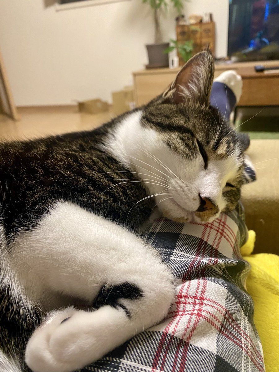 お膝のあたたかさを覚えたコ