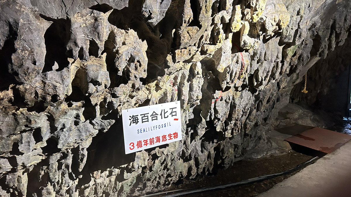 化石だらけだわね鍾乳洞