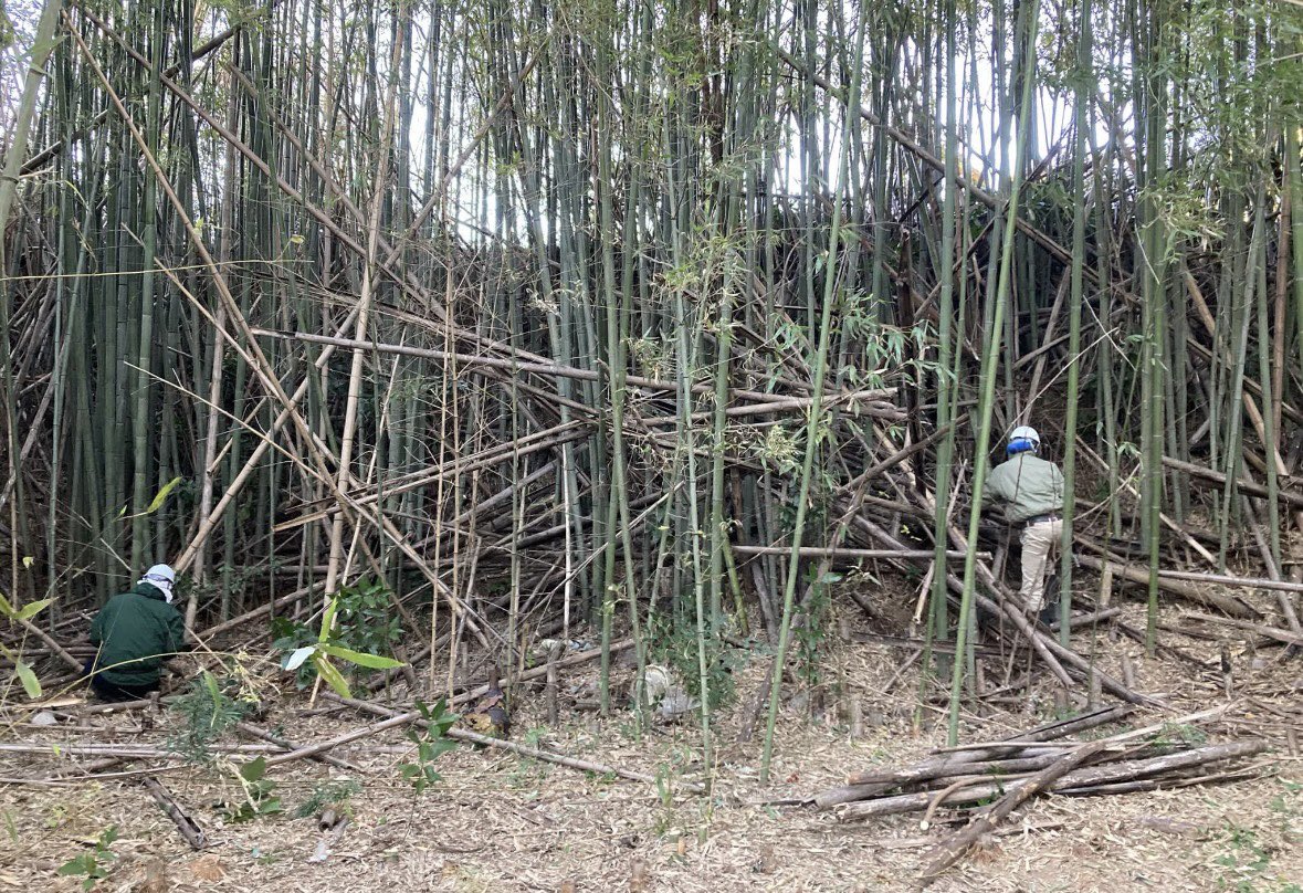 rfmRTInnLY1569's tweet image. 本日は竹林の整備やっておりますがこの村は40でも若手頑張ります😅