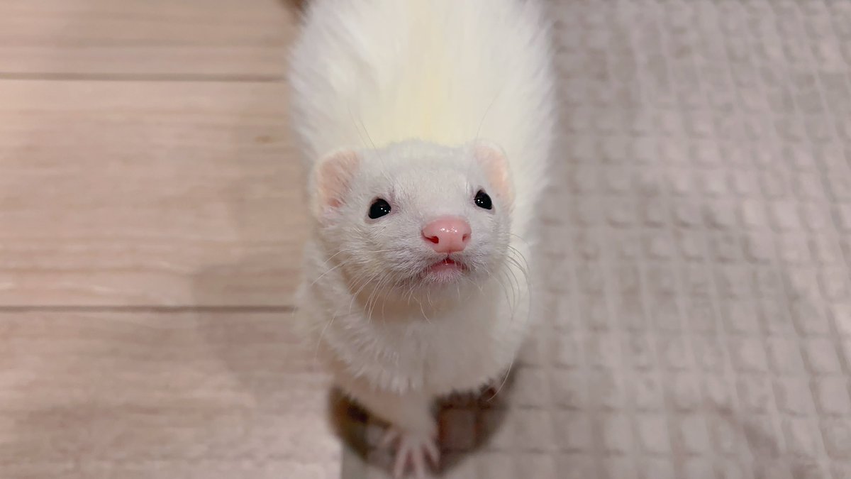 ゆさプロフ必読⭕️ お鼻ツヤツヤの美人さん🌸