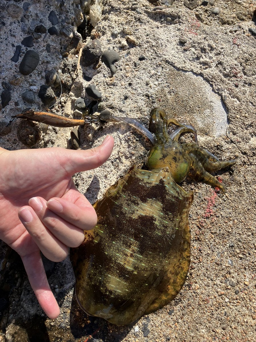 Re_obj's tweet image. 似島。
ここでこの時間にこのサイズ釣れるとは…。