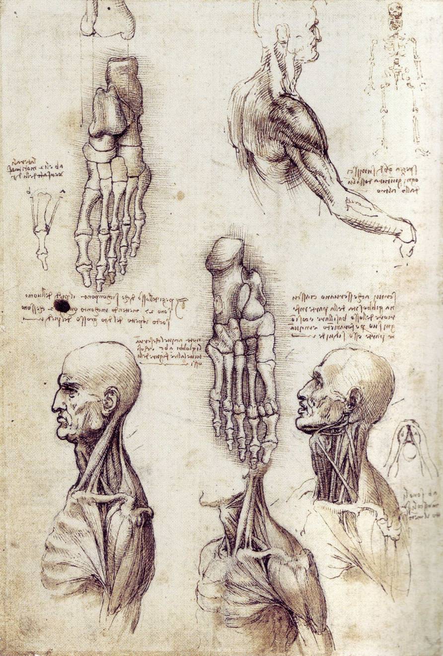 Datos de historia del estudio de la anatomía