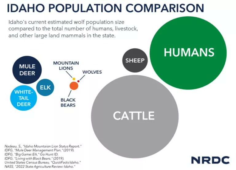 AmUmbria's tweet image. Why are so many wolves are being legally killed in the US? The truth is not predation although they claim it is.  Partly because hunting is embedded in culture of the US  and hunters organizations are large &amp;amp; wealthy which give them power over the politicians who makes rules,…