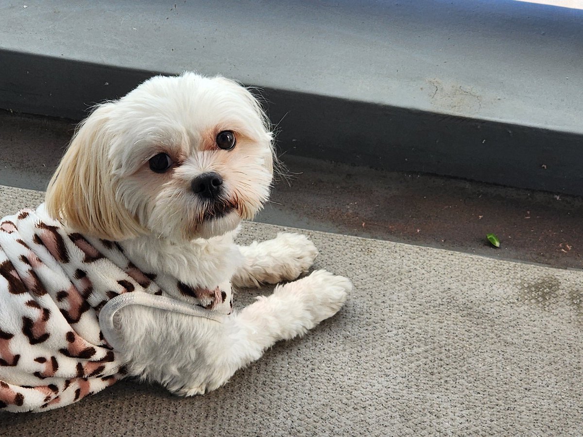 カメムシって割り箸で摘めるかな？