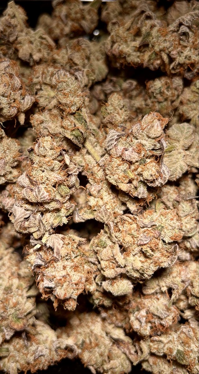 Old Growth OG from <a href="/HumboldtSeedCo/">Humboldt Seed Co.</a>
Brings you right back to the Original OG Kush we grew up with.