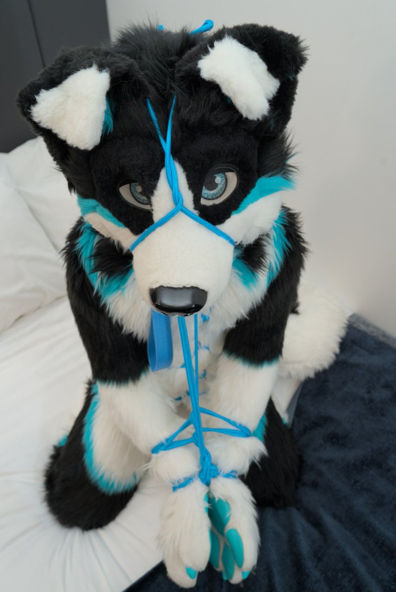 Apparently getting rewarded for being a good dog requires more every time 🙃 🐕⛓️
Now gimme a schmacko. 

#FursuitEveryday
#FursuitFriday