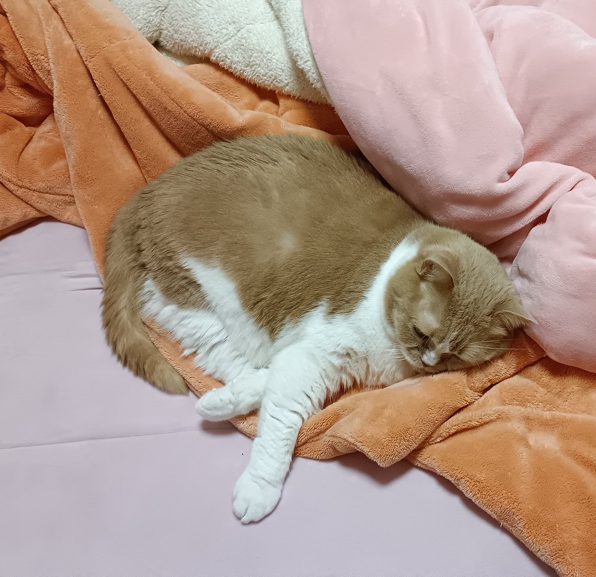 maru🍍🩹 (@maru1776480) / Posts / X