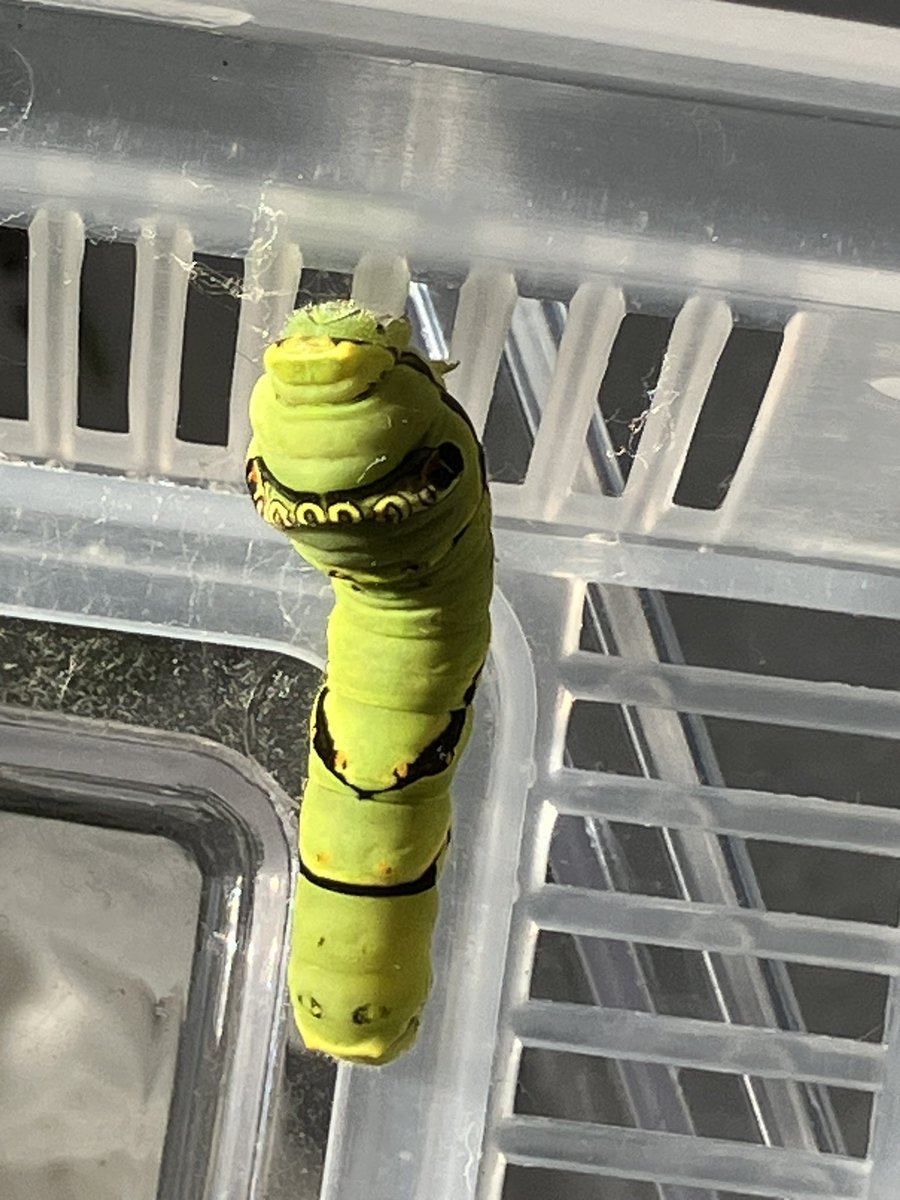 イモムシ様 Amazon.co.jp: ソフビトイボックス007 イモムシ ナミアゲハ 5令幼虫