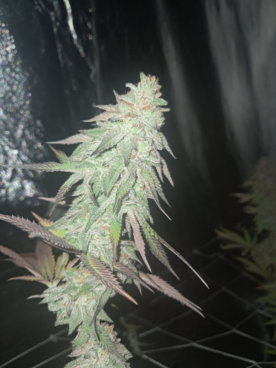 Butter Balm from <a href="/SolfireGardens/">Solfire Gardens</a>