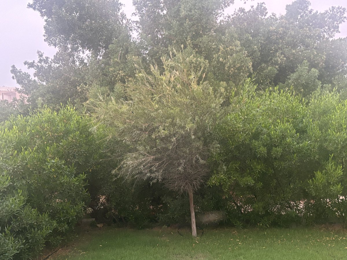 هدوء
والجو الحلو💚
أحاول أن أمسك دوائر الإيجابية و أفلت حلقات التوتر والقلق.  والذهاب لمكان يمدك بذلك هو علاج مؤكد للنجاة او مايشبهها.