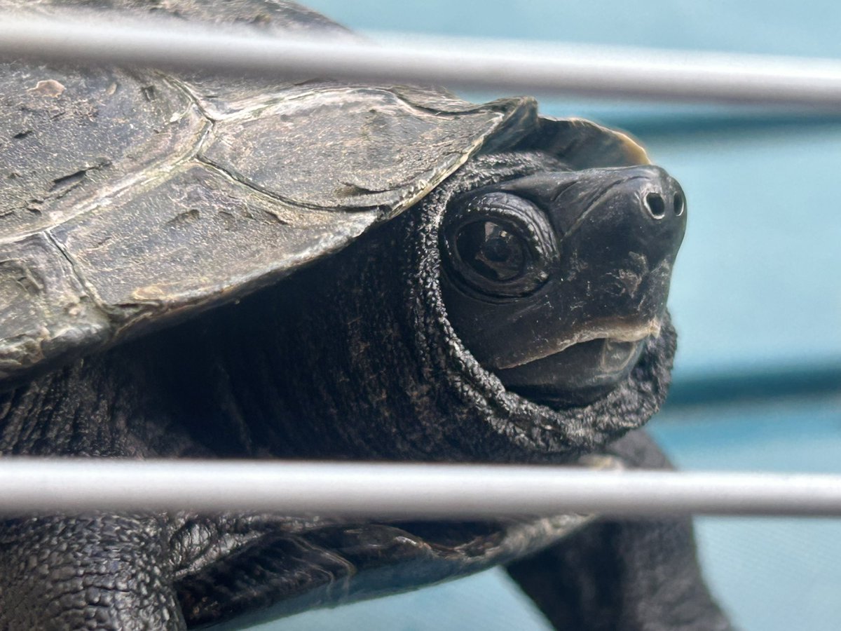 かめつき🐢 (@KameMoon9) / Posts / X