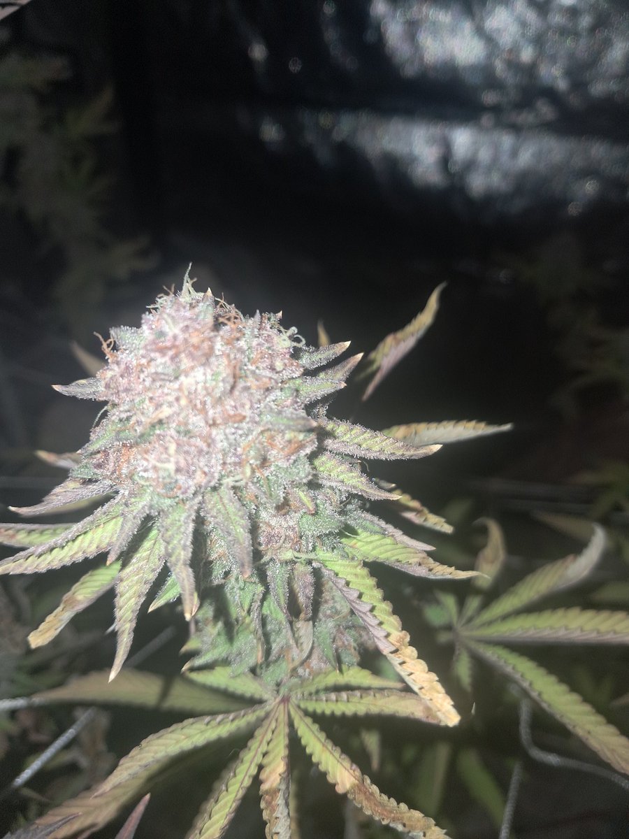 Pink Milk from <a href="/SolfireGardens/">Solfire Gardens</a>