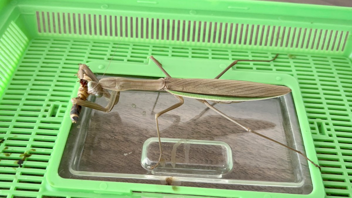 Yabugiris's tweet image. チョウセンカマキリ♀
飼育ではオオカマだとこのくらいの時期から翅が段々ボロくなってくるのに対してチョウセンは綺麗な状態のまま
同じTenodera属のカマキリなのに何が違うのでしょうか？