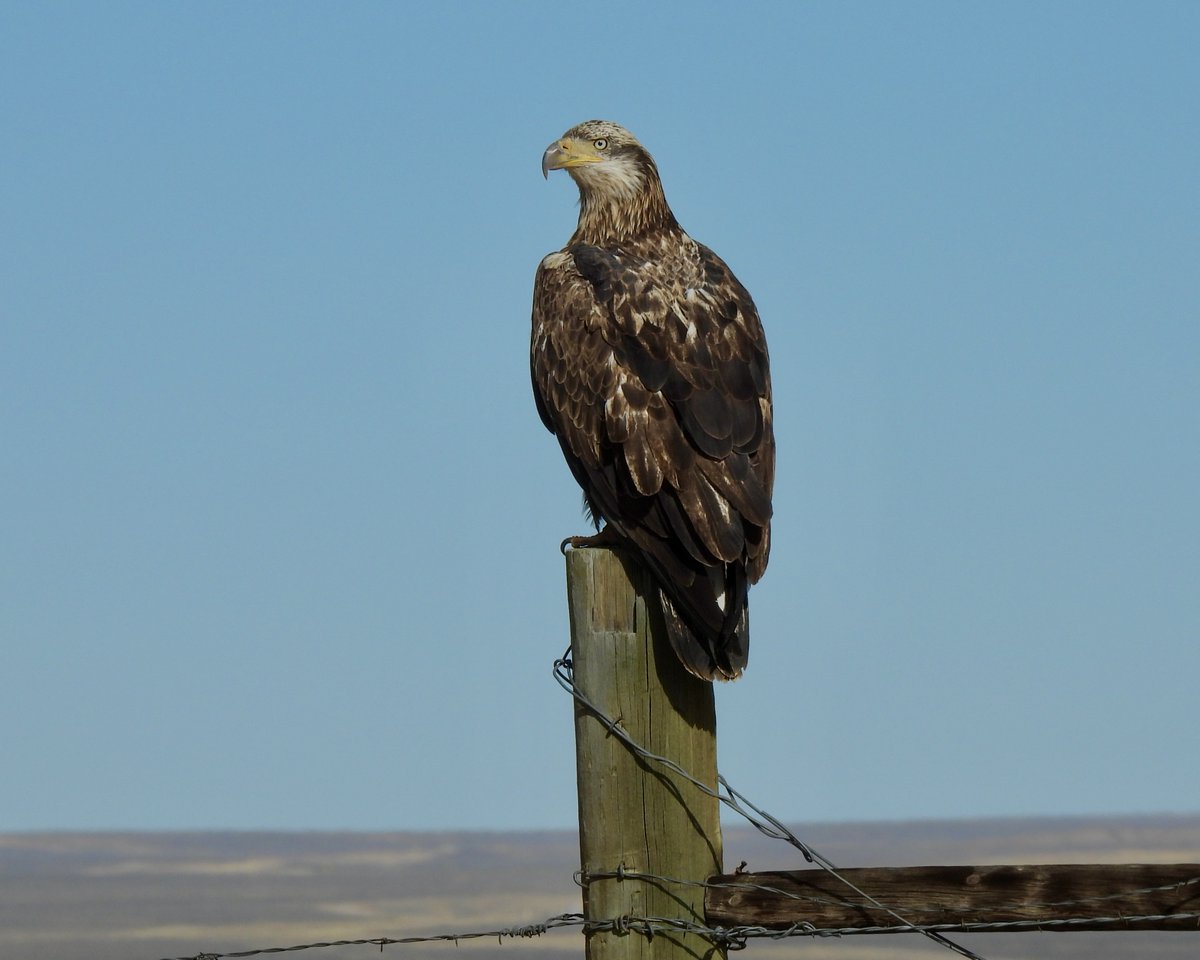Not too late for Fence Post Friday