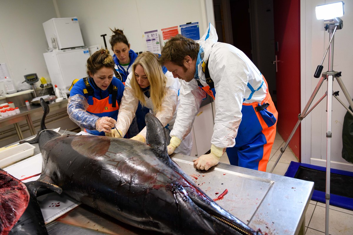 le_Parisien's tweet image. « PLOUF », des balises pour mieux cerner les captures accidentelles de dauphins dans le golfe de Gascogne
➡️ l.leparisien.fr/dzaV