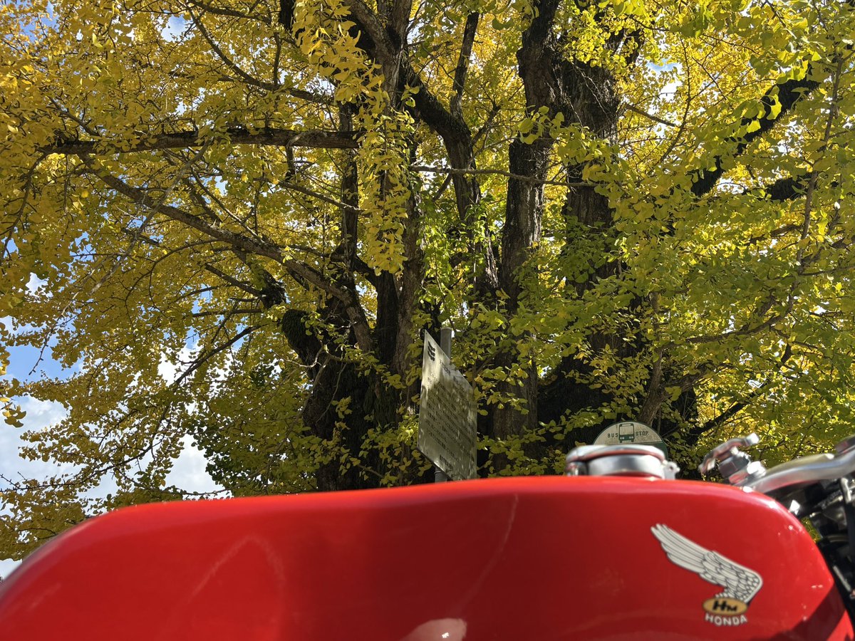 KATSUGARAGE2's tweet photo. 秋を探すツーリングwith CB72。
#CB72 #ビンテージバイク　#クラシックバイク　#旧車 https://t.co/cwBsmMIbsV