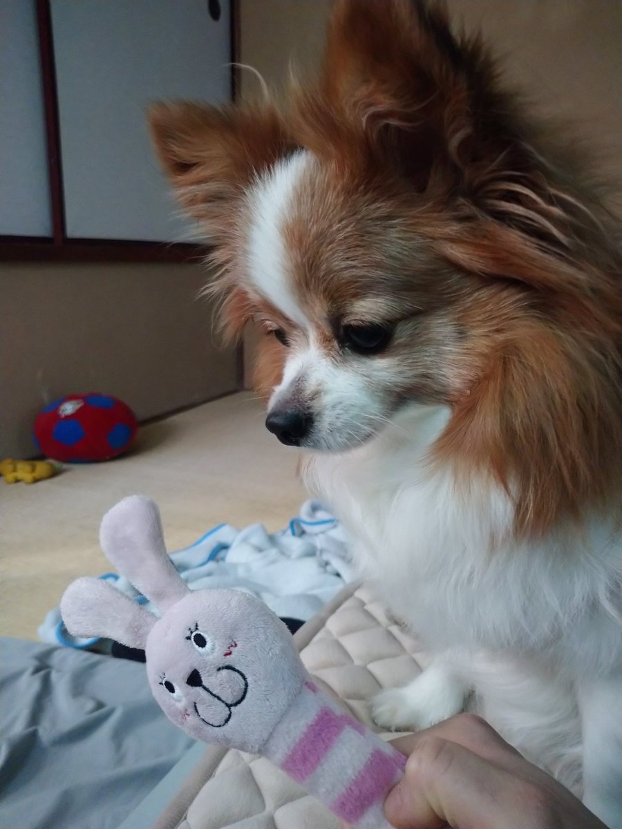 位置について よ～い… #パピヨン #犬好きさんと繋がりたい #犬のいる幸せ