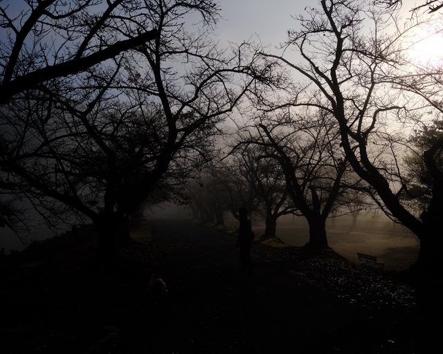 shokai37's tweet image. 67にもなると、
悟りより先に諦めが身につく。

髪は抜け始め、
「あぁ、これも無常だな」と
妙に悟った顔をしてみるが、
本音のところでは少しだけ未練もある。

だからつい、
ついでのような顔をしながら
 ニューモを注文してしまった。

煩悩は減らず、抜け毛は増え、
反省は薄まり、祈りは増える。…