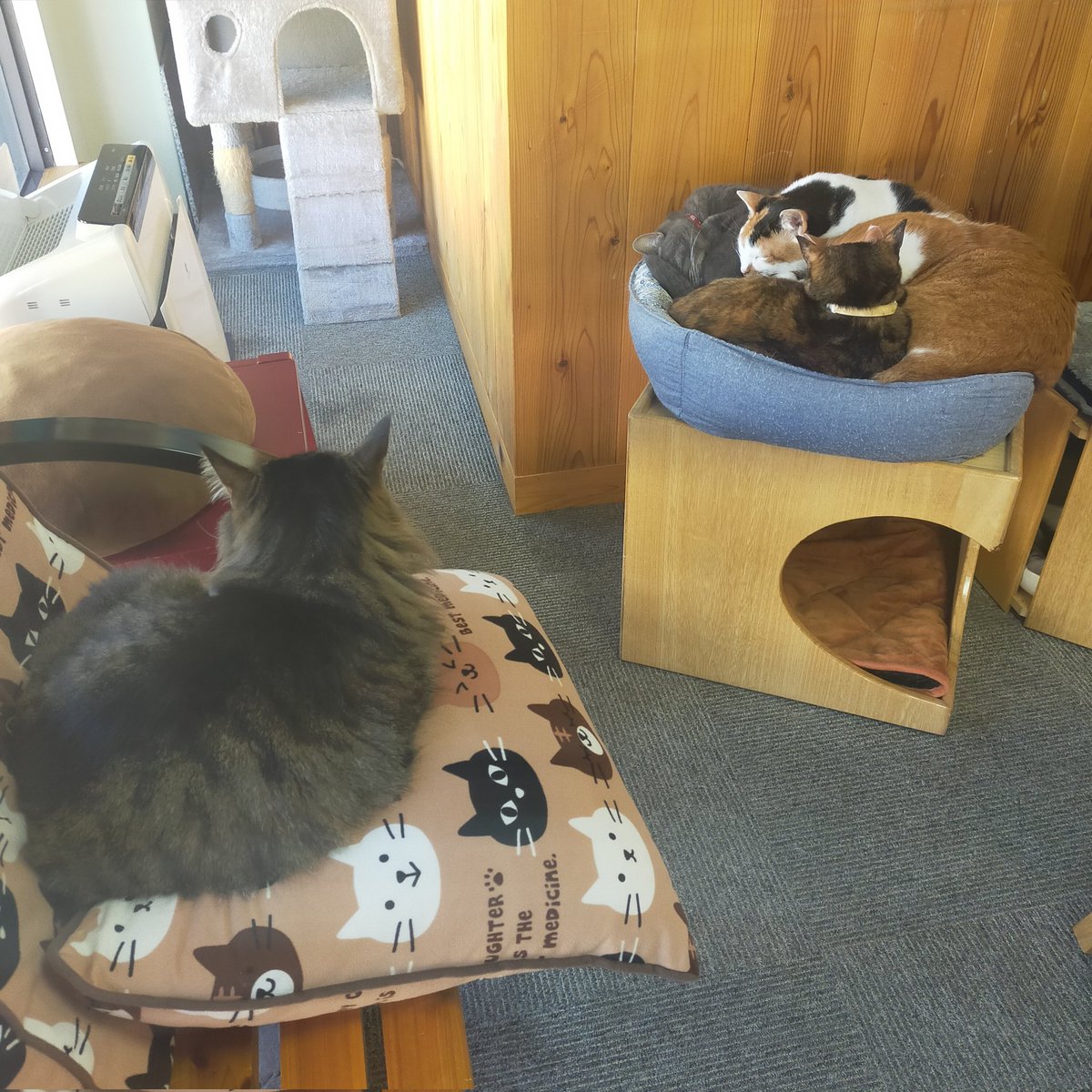 aizu_megoneko's tweet image. 猫休日明け☀秋晴れ
青空広がる土曜日
#會津めごねこ 営業中です

ぽかぽかで気持ち良い🩷
お出掛け日和

猫との触れ合いにどうぞお越しください

穏やかな午後
まったりしてね〜🐱🐾

#11匹のめごい猫に逢いに来てね
#触れ合える猫カフェ
#猫休日
#11月も不定休
#固定ポスト見てね
#会津 ＃ca