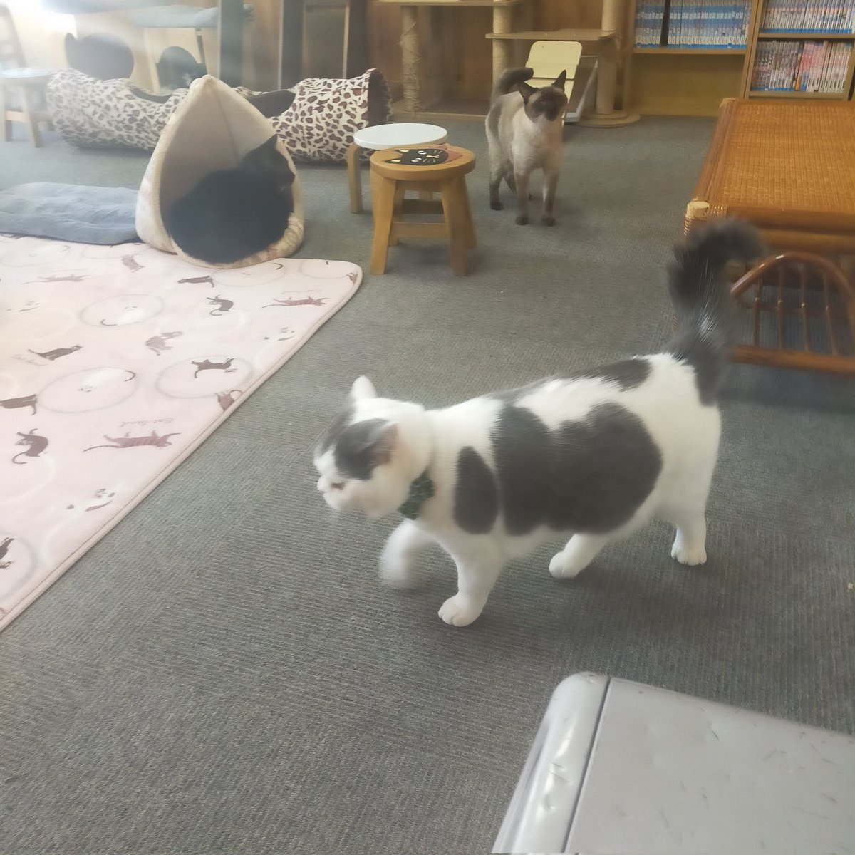 aizu_megoneko's tweet image. 猫休日明け☀秋晴れ
青空広がる土曜日
#會津めごねこ 営業中です

ぽかぽかで気持ち良い🩷
お出掛け日和

猫との触れ合いにどうぞお越しください

穏やかな午後
まったりしてね〜🐱🐾

#11匹のめごい猫に逢いに来てね
#触れ合える猫カフェ
#猫休日
#11月も不定休
#固定ポスト見てね
#会津 ＃ca