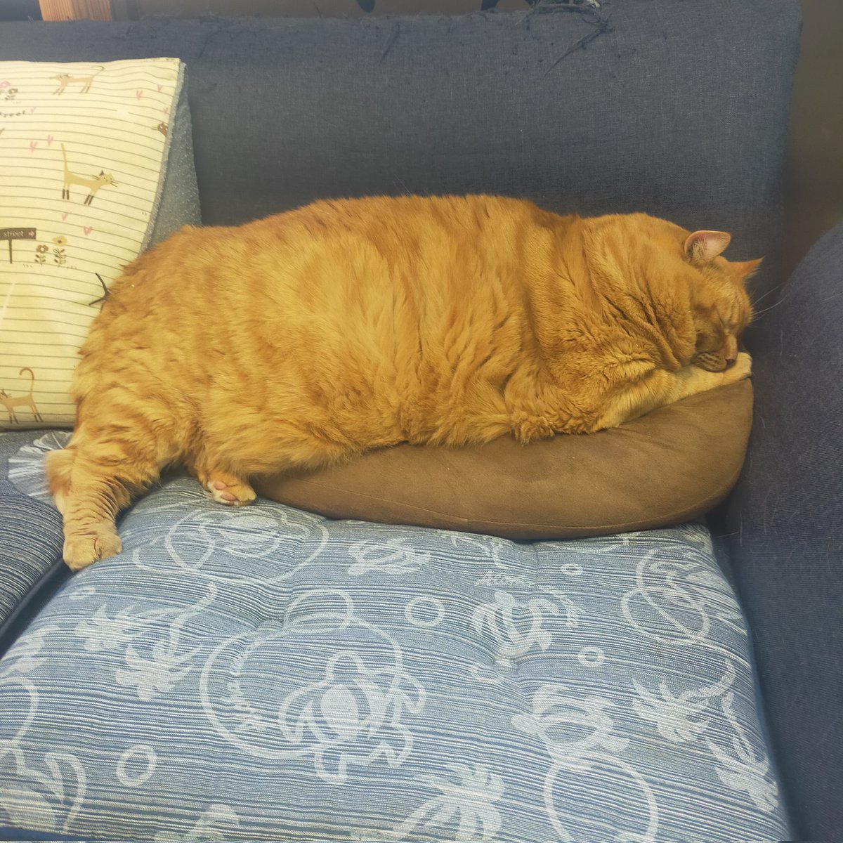 aizu_megoneko's tweet image. 猫休日明け☀秋晴れ
青空広がる土曜日
#會津めごねこ 営業中です

ぽかぽかで気持ち良い🩷
お出掛け日和

猫との触れ合いにどうぞお越しください

穏やかな午後
まったりしてね〜🐱🐾

#11匹のめごい猫に逢いに来てね
#触れ合える猫カフェ
#猫休日
#11月も不定休
#固定ポスト見てね
#会津 ＃ca