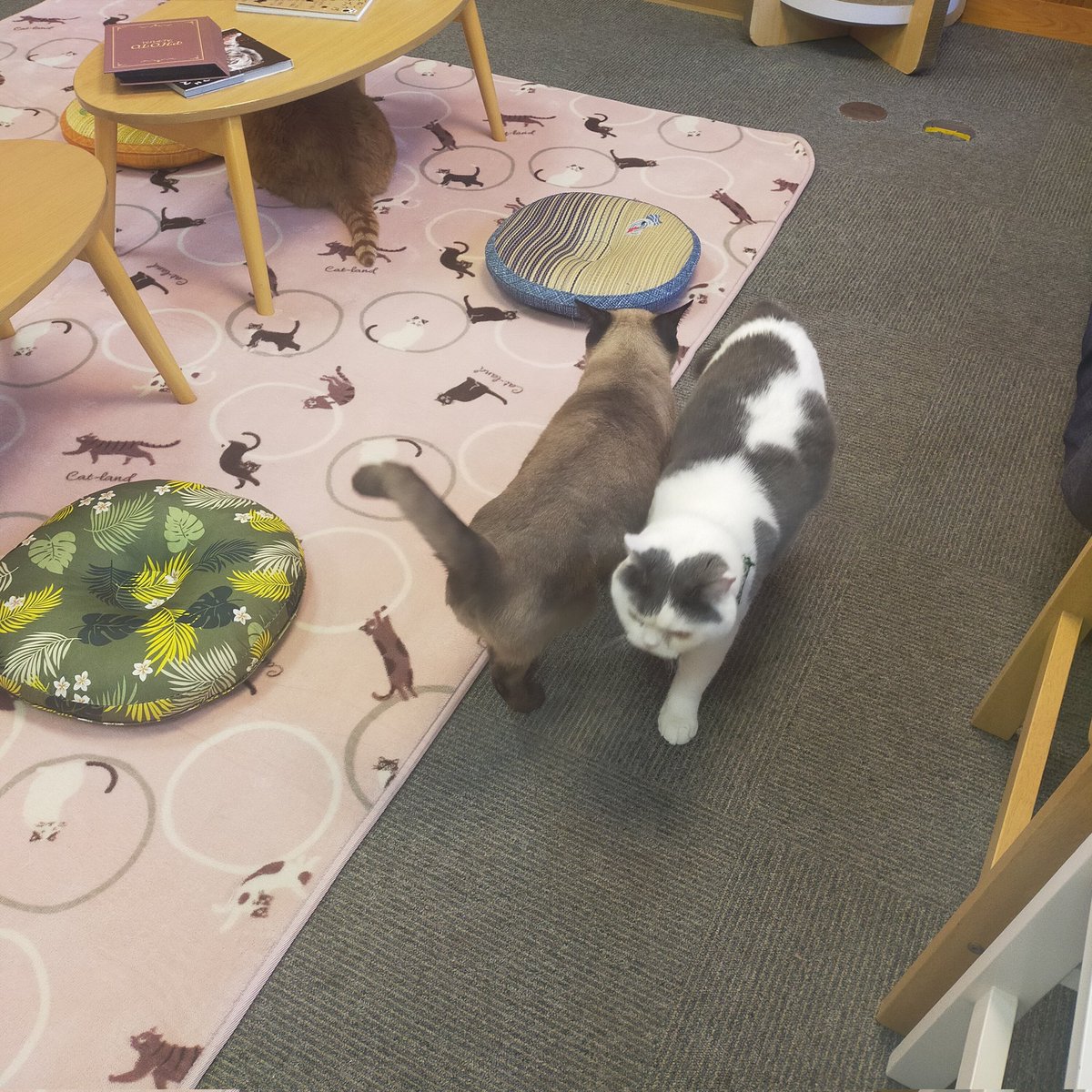 aizu_megoneko's tweet image. 猫休日明け☀秋晴れ
青空広がる土曜日
#會津めごねこ 営業中です

ぽかぽかで気持ち良い🩷
お出掛け日和

猫との触れ合いにどうぞお越しください

穏やかな午後
まったりしてね〜🐱🐾

#11匹のめごい猫に逢いに来てね
#触れ合える猫カフェ
#猫休日
#11月も不定休
#固定ポスト見てね
#会津 ＃ca