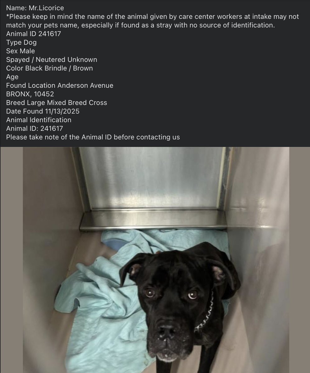 BeeDoDoobieDo's tweet image. 💥🆘Go. Get. Your. Dog.  They may not get out alive!

☎️Call NYCACC at 212-788-4000 and ask for dog by animal i.d. in picture. #241617

📌Posted by #TeamAnimalVoice