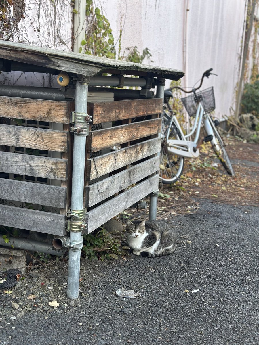 おそらくこの辺りのボス