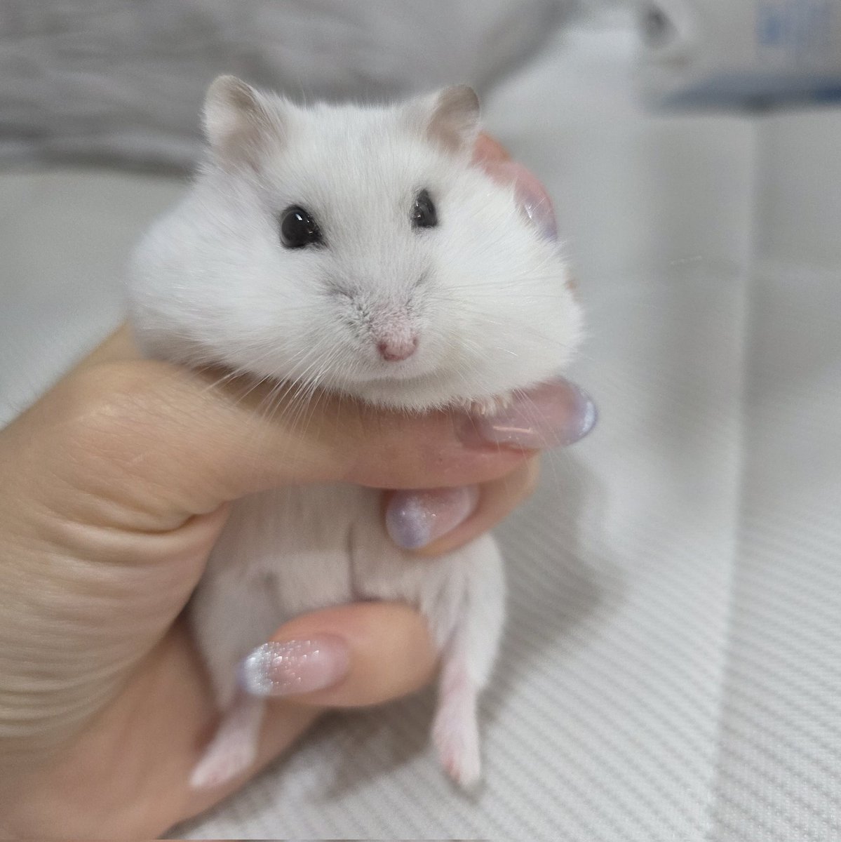 오늘은 발톱 깍깍주는 날
오른쪽 손과 오른쪽 발을 깍깍어요