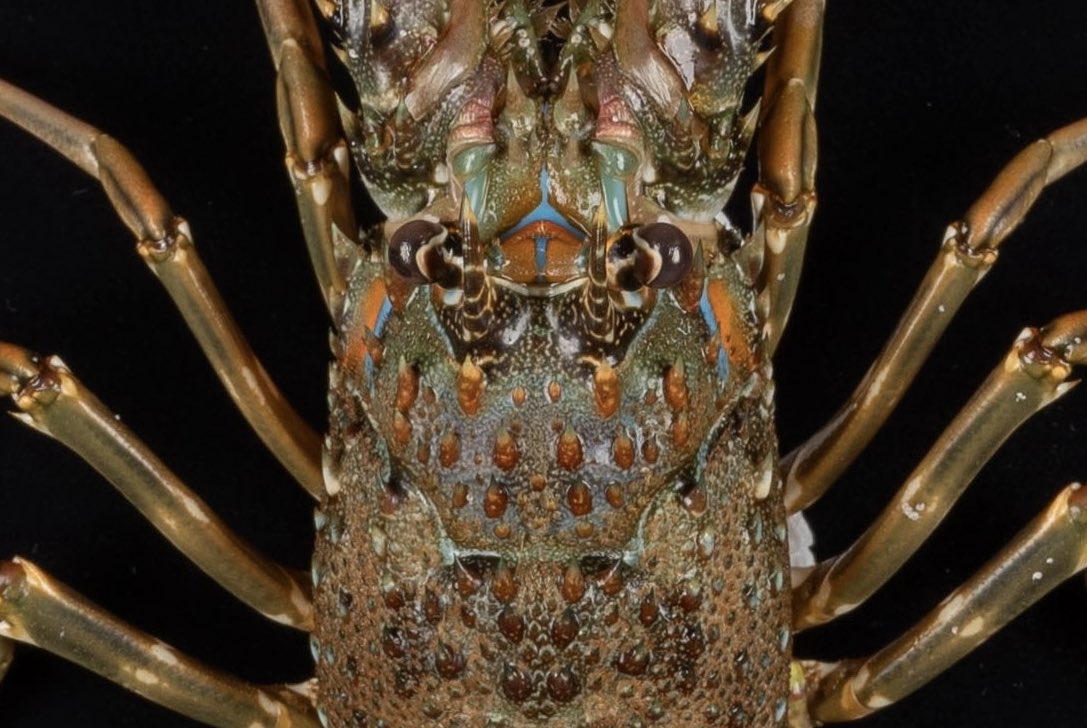 BITTZU (@BiTsukuBiol) / Posts / X