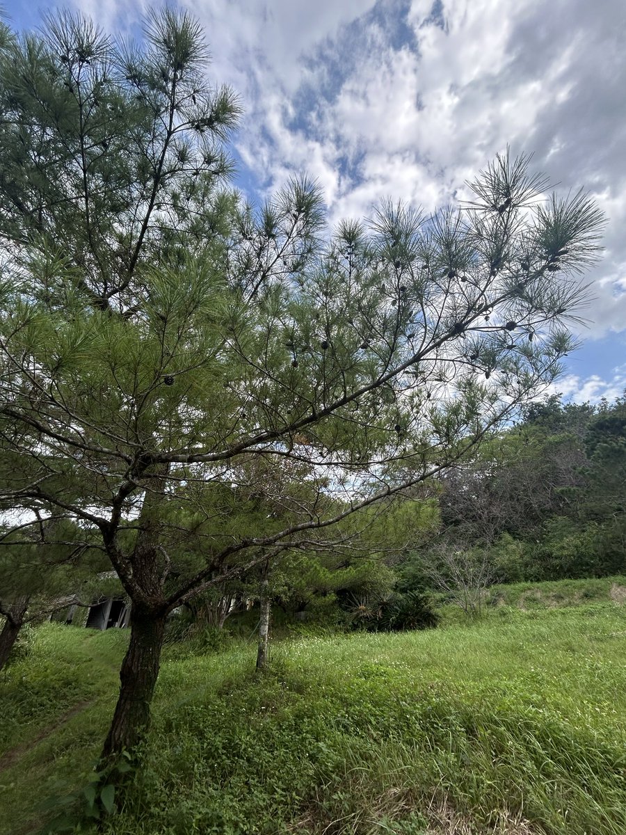 今月の蒸留は琉球松。
香りは深く、清らかで、どこか祈りの様な神聖な気配を感じさせ、空間を浄めてくれるような気がする。採油量は非常に少なく成分には微弱な収れん作用があり、肌を引き締めてくれたり、皮脂バランスを整えるなどの効果が期待されるそうです。