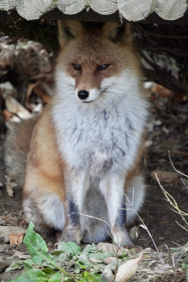☆はっさく☆ページ はっさく