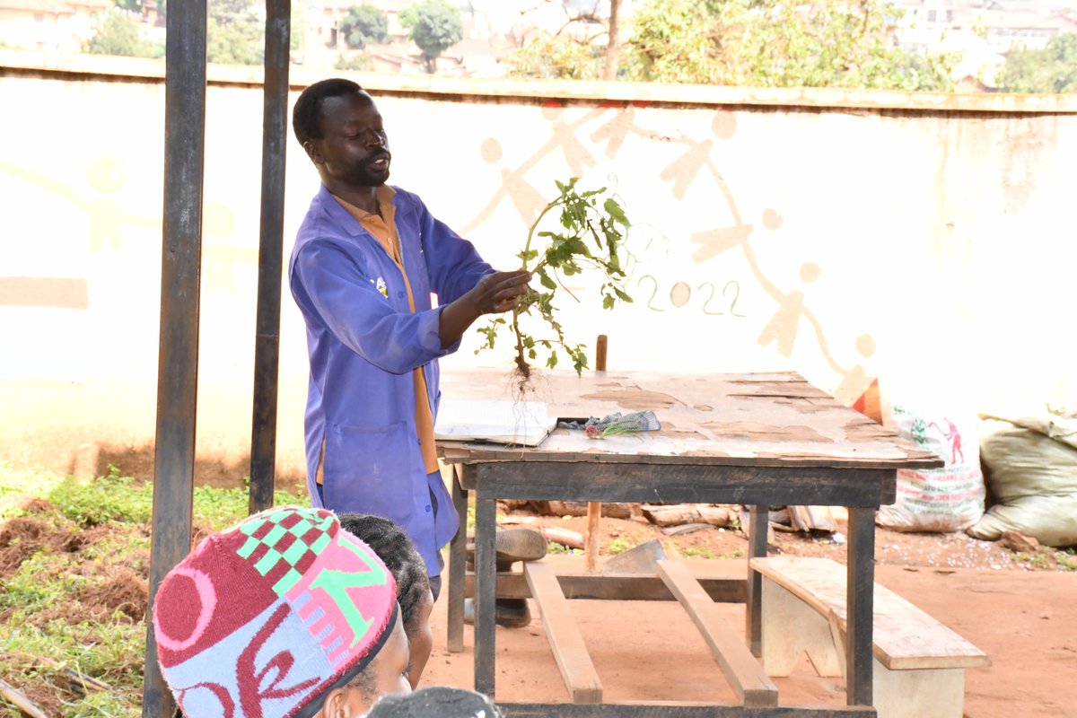 In an effort to combat malnutrition and foster balanced diets within slum communities, we established an urban farming demonstration mini-farm at our headquarters.
This farm will function as a vital nutrition learning resource for the community, aiming to eliminate malnutrition