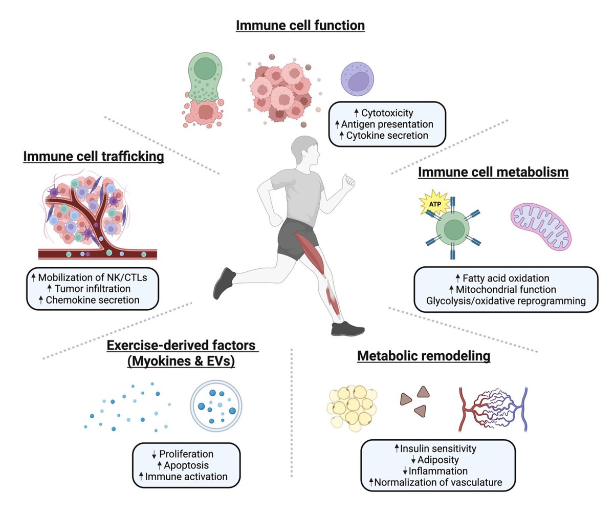 Yeni Araştırma:

Egzersiz, kanser tedavi sürecinde ilaç gibi bir yardımcı tedavi potansiyeline sahiptir. Yaşam kalitesini artırmanın ötesinde, tümör ilerlemesini yavaşlatma, tedavi yanıtını iyileştirme ve sağkalımı uzatma gibi doğrudan etkileri vardır.