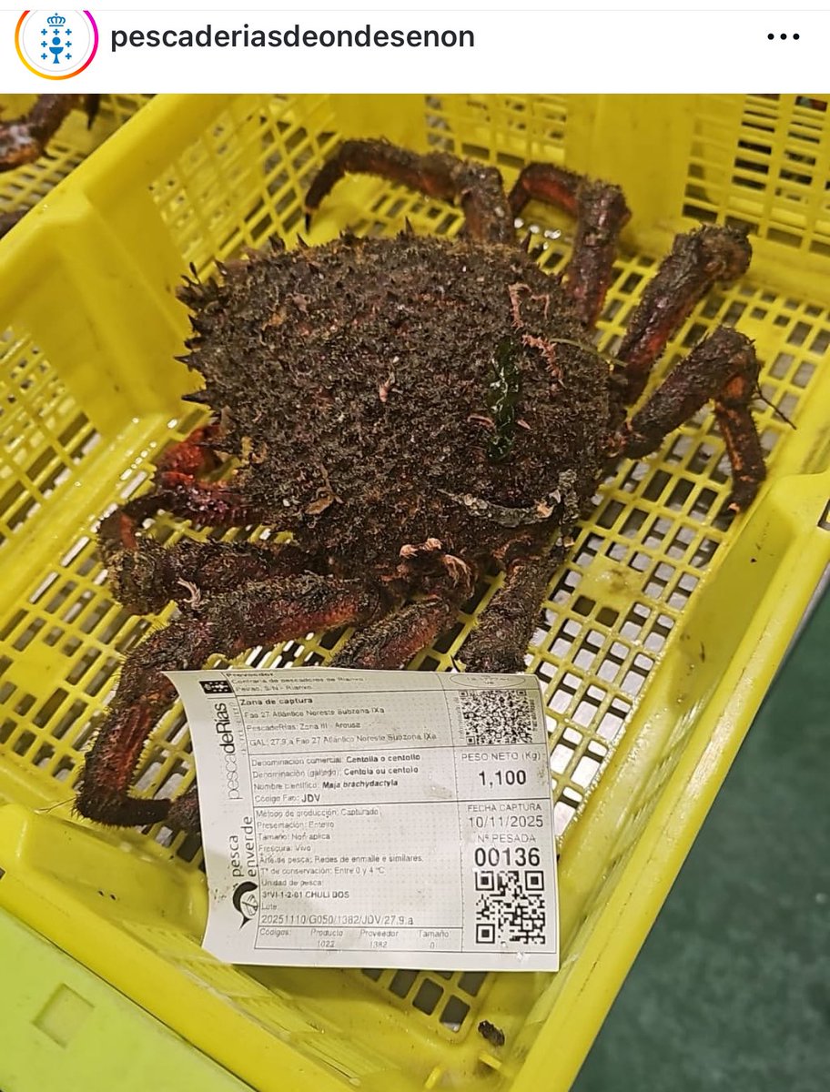 ➕si se fai dese xeito atinxen a etiqueta <a href="/deondesenon/">pescadeRías</a> => #GaliciaCalidade e a ecoetiqueta <a href="/Pescaenverde/">Pescaenverde</a> => sustentabilidade que valoriza a venda do producto 

gciencia.com/tribuna/peixe-…. <a href="/GC_GCiencia/">GCiencia</a> <a href="/Conversation_E/">The Conversation ES</a>